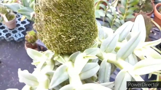 ОРХИДЕЯ, которую я очень БОЯЛАСЬ. Epidendrum Medusae как выращивать в домашних условиях эти орхидеи