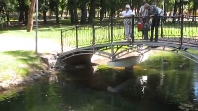 Кормление уток смотреть онлайн