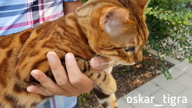 Angry Cat. Бенгальский кот ругается. смотреть онлайн