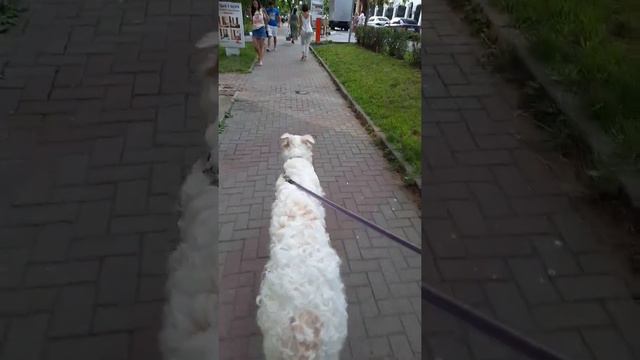 21.07.2022 УШКИ-БАБОЧКИ. Русская борзая.