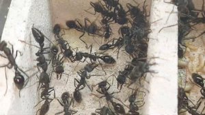 Муравей бульдог (Myrmecia pyriformis)