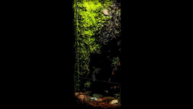 10 Gallon Drip-Wall Terrarium - First Look! смотреть онлайн
