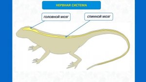 Тип Хордовые. Тема 34. Системы органов пресмыкающихся: строение и функции