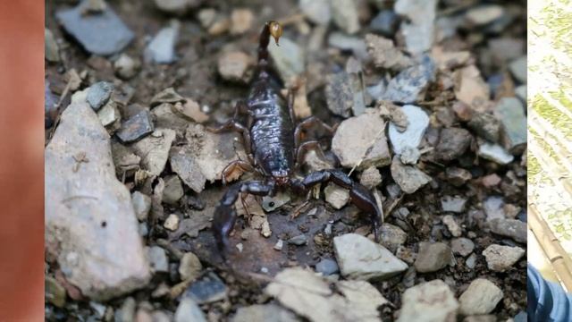 Парк Южные культуры в Адлере смотреть онлайн