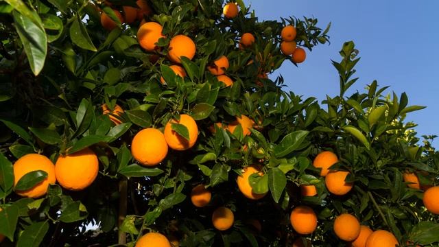 Картинка природа. Сад, пейзаж, апельсиновые деревья. Obraz natury. Ogród, krajobraz смотреть онлайн