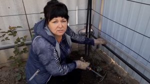 Осенняя посадка плетистых роз!