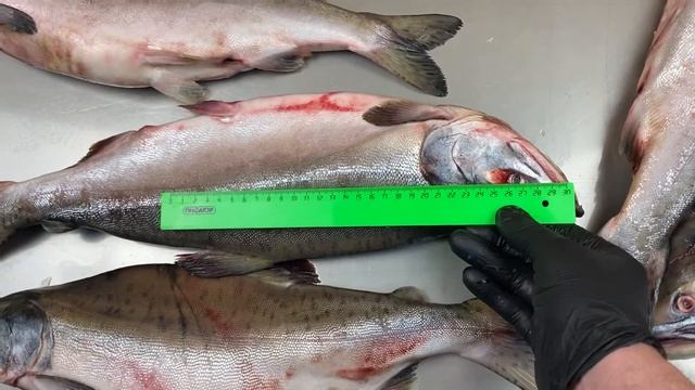 Горбуша Дальневосточная частично икряная смотреть онлайн