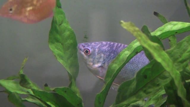 Blue & Golden Gourami's смотреть онлайн