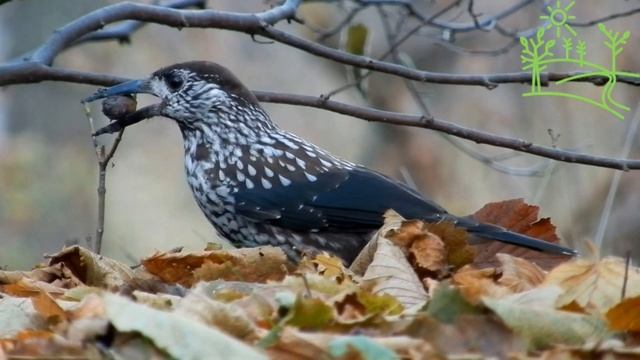 Голоса птиц как поёт Кедровка Ореховка Nucifraga caryocatactes.mp4 смотреть онлайн
