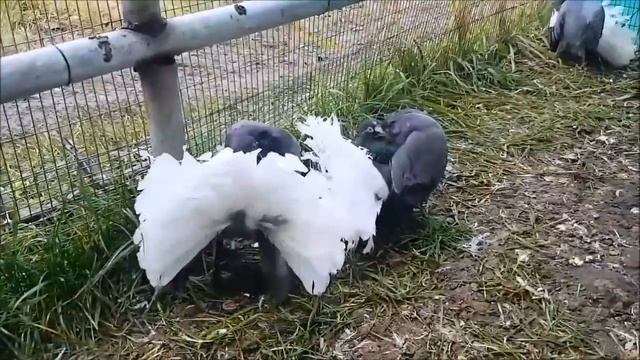 ПАВЛИНЫ - Веерообразные Xвосты ,Состоящими из 35+ ПЕРЬЕВ / Fantail Pigeon (С. Дубровский /Энгельс )