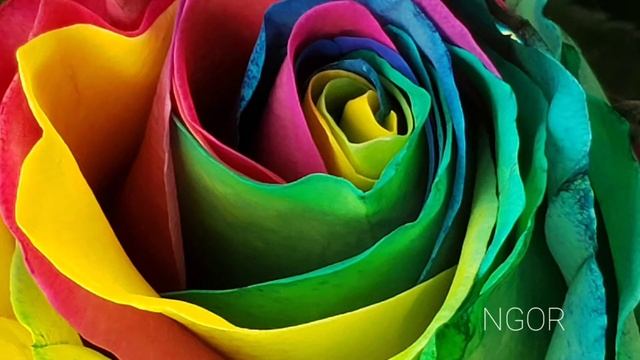 Радужные розы- самый шикарный букет! смотреть онлайн