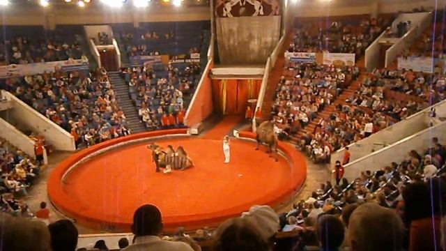 Цирк Филатовых, Верблюды смотреть онлайн