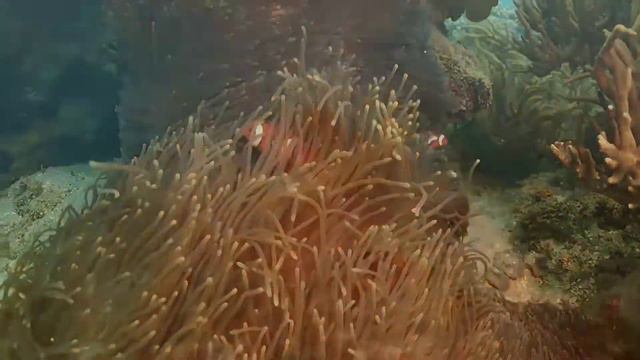 Upola Reef, Cairns смотреть онлайн