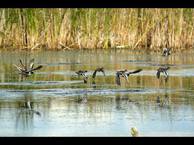 Охота на утку в ПРОВЕРЕННОМ месте!!! УТИНАЯ ПЕРЕКЛИЧКА - что это? ОХОТА НА УТОК 2020 / MAX HUNTER смотреть онлайн