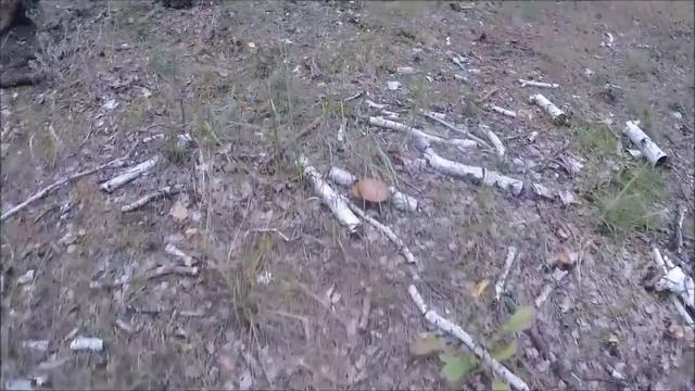 Видео-урок Грибы, как и где собирать ГРИБЫ! смотреть онлайн