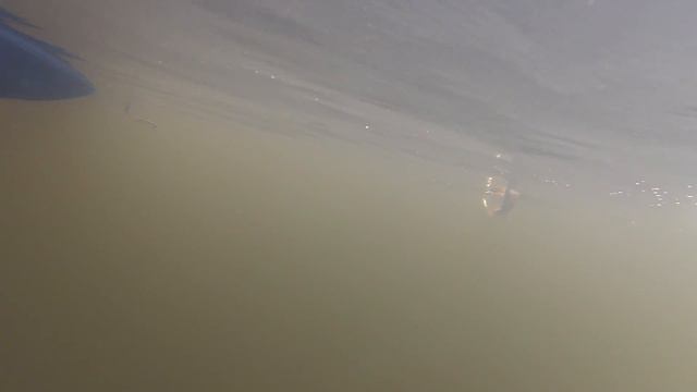 Хариус на Колве смотреть онлайн