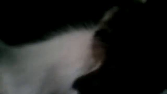 котята выросли немножко а есть из блюдца не хотят!! смотреть онлайн