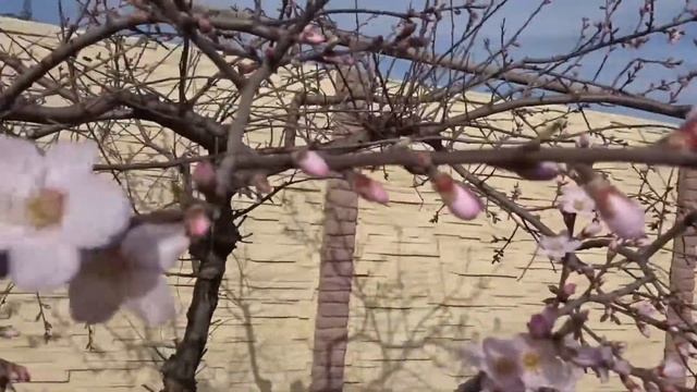 В Крыму цветёт Миндаль смотреть онлайн