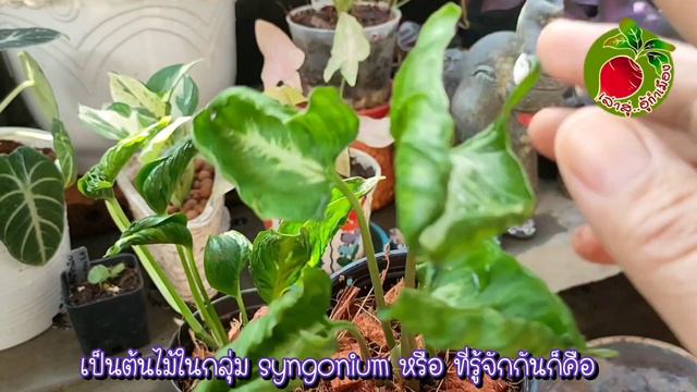 ต้น ห่อเงินห่อทอง ต้น กอบทรัพย์Epipremnum Shangri La,Syngonium Godzillaแฝดต่างสกุล/เล่าสู่อู้กำเมือ
