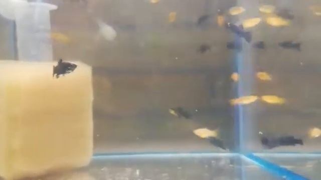 Моллинезии чёрные,Моллинезии жёлтые смотреть онлайн