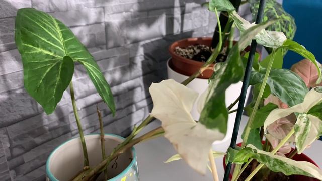 FOLHAGENS RARAS/SYNGONIUM VARIEGATA/ROSA+DICAS DE CULTIVO смотреть онлайн