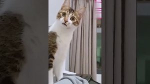 Котик удивился. Удивлённый кот. Кошка удивилась.