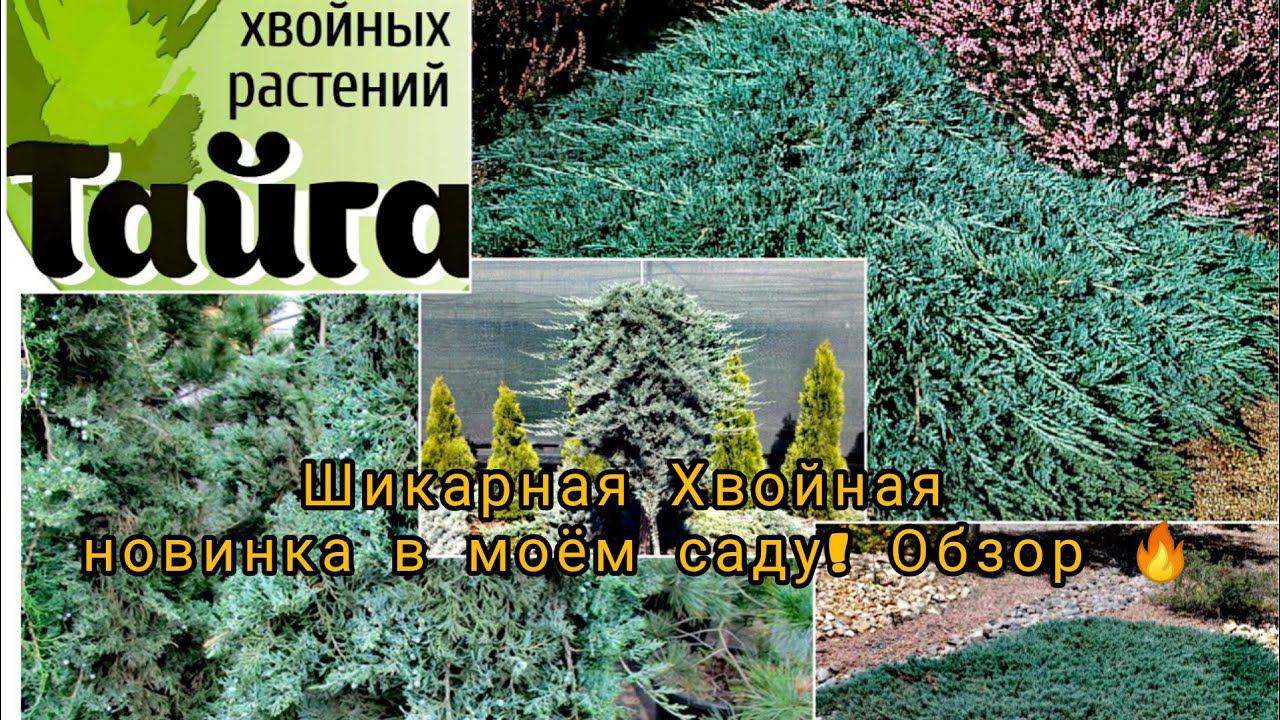 Шикарная хвойная новинка в моём саду!Шикарное настроение! 12 июля 2023г смотреть онлайн