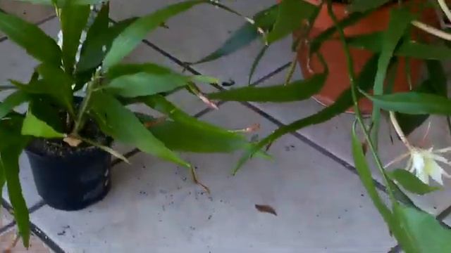 Epiphillium Oxypetalum cactus care & propagation tips?Beautiful fragrant night blooms? смотреть онлайн