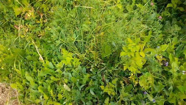 Приглашаю прогуляться..... смотреть онлайн