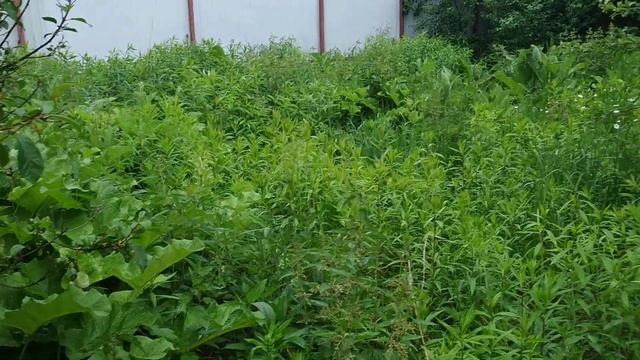 Глифосат против сорняков (как работает раундап). смотреть онлайн