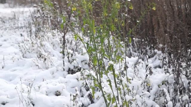 sony a65 kit 18-55 test video смотреть онлайн