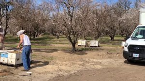 новшество в промышленном пчеловодстве Америке