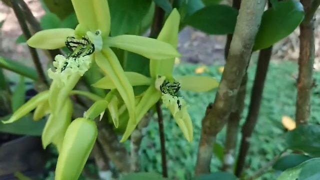 Orchid series : Anggrek Hitam (Coelogyne Pandurata) & Dendrobium Mutabile смотреть онлайн