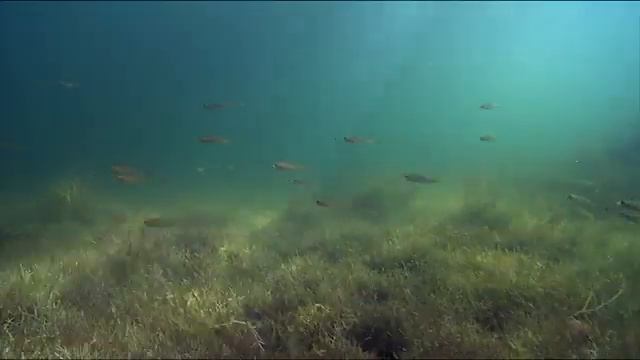 Дикая природа Германии Штехлин - В царстве чистых озер смотреть онлайн