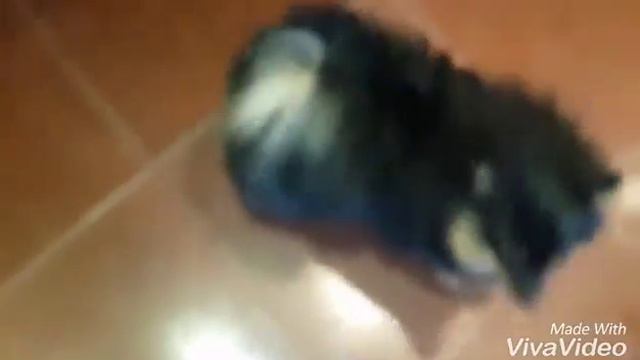 Гулять может пойти? 😂 смотреть онлайн