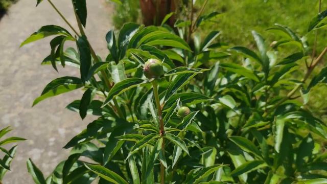 Наша дача в Германии. Средство от муравьёв. Дела дачные - стрижка кустов и газона, прополка, полив смотреть онлайн
