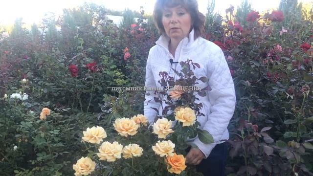 Лучшие сорта Роз: Гольдэльзе (высокая) / питомник Елены ИВАЩЕНКО смотреть онлайн