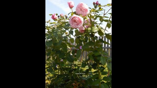 Розы.Фото моих любимых остинок 2018 смотреть онлайн