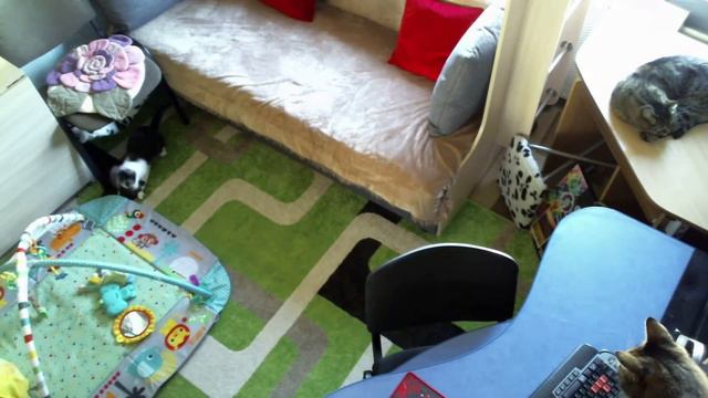 Трусливая кошка пришла в комнату и ничего не боится. смотреть онлайн