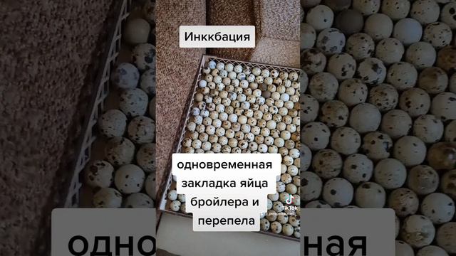 Инккбация бройлера и перепела Техаса одновременно, #перепела #инкубация #техас смотреть онлайн