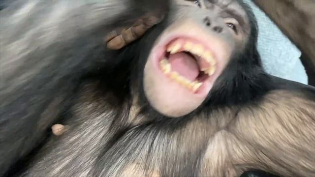 Нас выселяют / Щекочем обезьяну / Скоро прямой эфир, Дан Запашный и Николай Павленко смотреть онлайн