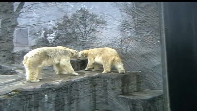 Прага Зоопарк Белые медведи смотреть онлайн