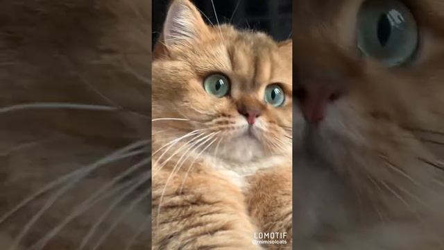 Ocean eyes British golden cat MimisolCats смотреть онлайн