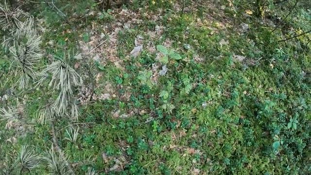 Прогулки за грибами | Полусухие лисички, нет вообще дождей. смотреть онлайн