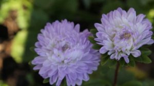 Астра Хризантелла от Биотехники. Хризантелла китайская астра.