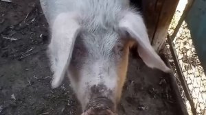 Как я выращиваю свиней! Выращивание свиней на мясо, выращивание свиней в домашних условиях.