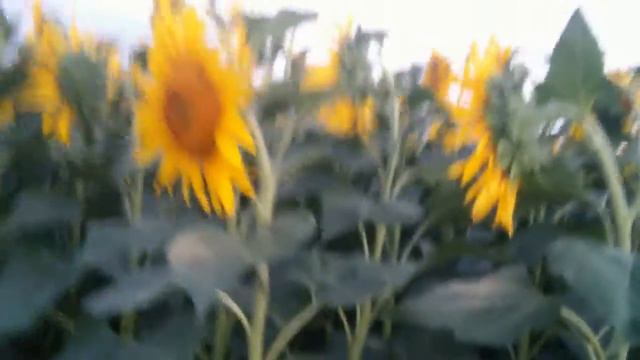 Выращивание подсолнечника Лимагрейн. Подсолнечник ЛГ начинает раздувать корзину . смотреть онлайн