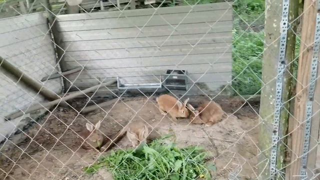 Лесные зайки кушают смотреть онлайн