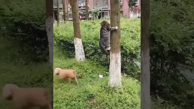 Мастер пряток смотреть онлайн