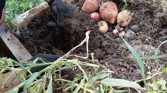 Урожай картофеля с теплой грядки. смотреть онлайн